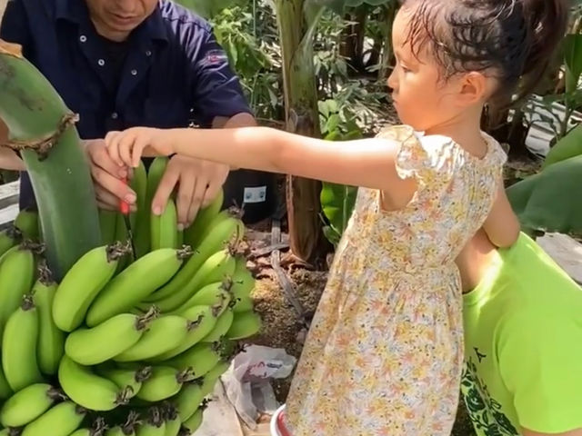 房総バナナ