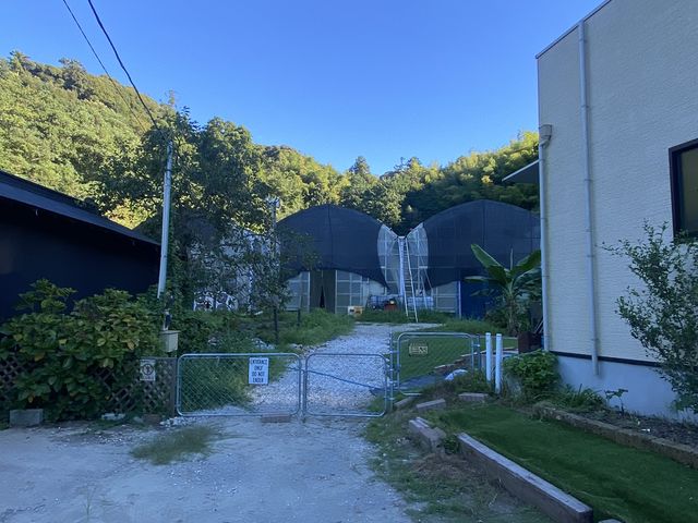 房総バナナ