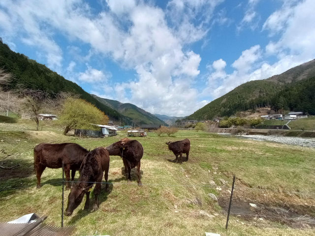 牛の放牧はすぐ隣に。運が良ければ生まれてすぐの赤ちゃん牛も見られます。_野原のミュージアム