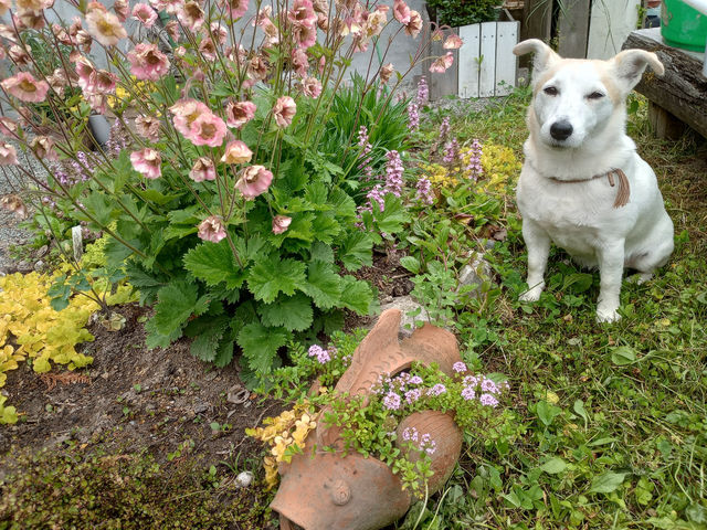 愛犬ミカンです。誰にでも懐いてとってもいい子です!_野原のミュージアム