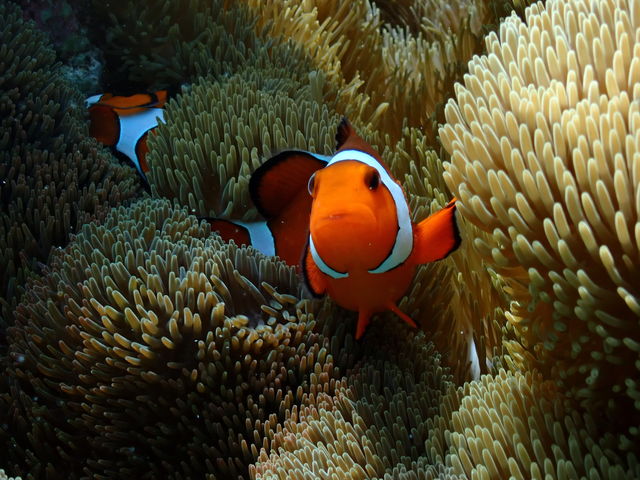ウミガメ以外にも隠れクマノミをはじめ、多種のお魚も見ることが出来ますよ!!_zion miyakojima