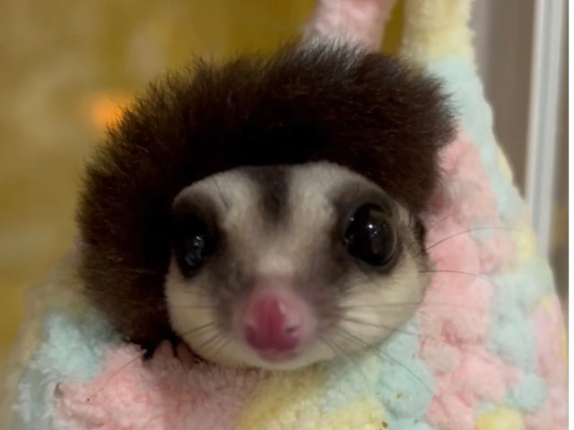 モンちゃん(フクロモモンガ)_アニマルカフェてるてるぼうず