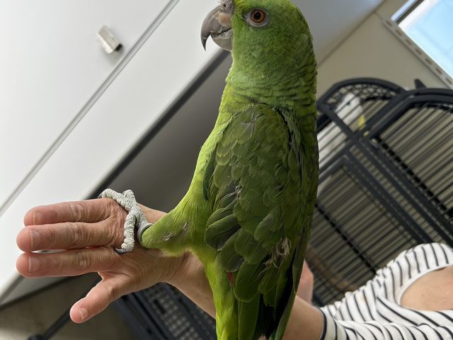 手にずっしり!_大型インコの家