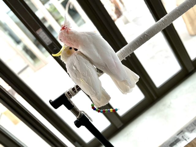 鳥同士で遊ぶ姿が、いやされます。_大型インコの家