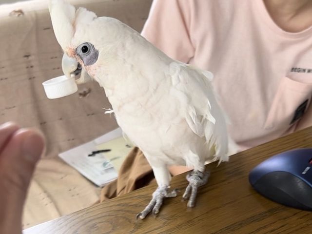 え?!そんな風に遊ぶんだ!と発見いっぱい!_大型インコの家