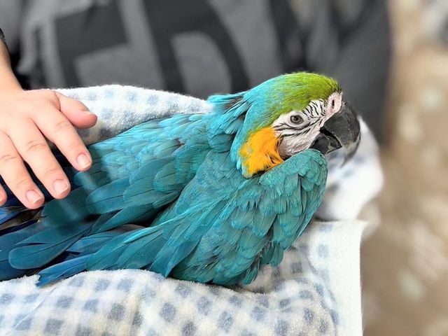 はなちゃんは、お膝抱っこが大好きです。_大型インコの家