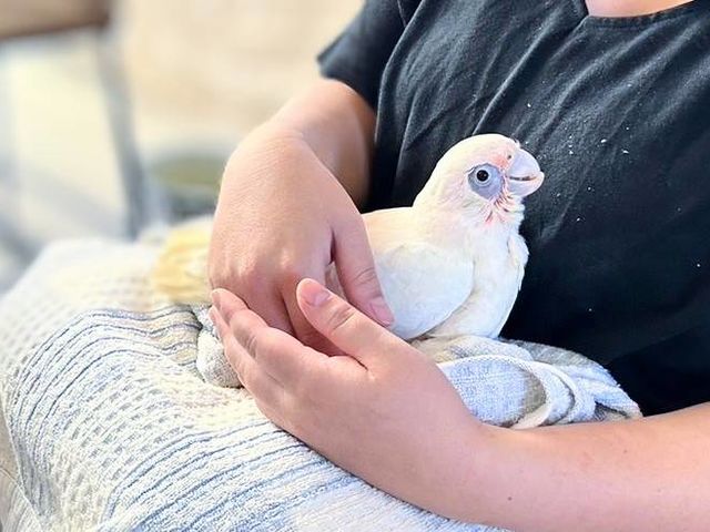 ヒナシーズンには、ヒナ抱っこも可能。_大型インコの家