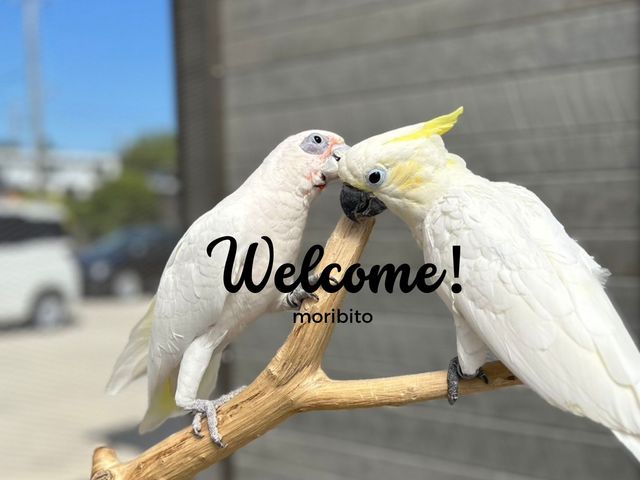 初めての体験に、想い出いっぱい。_大型インコの家