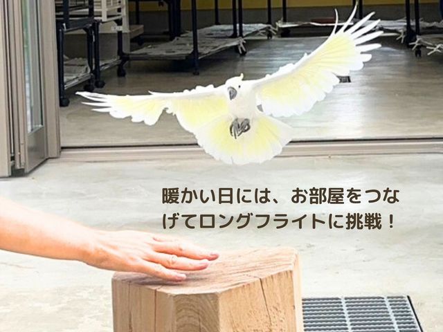 フライトにも挑戦!!_大型インコの家