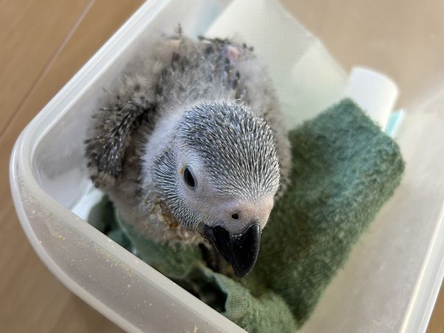 ヒナ時期には貴重な体験も!_大型インコの家