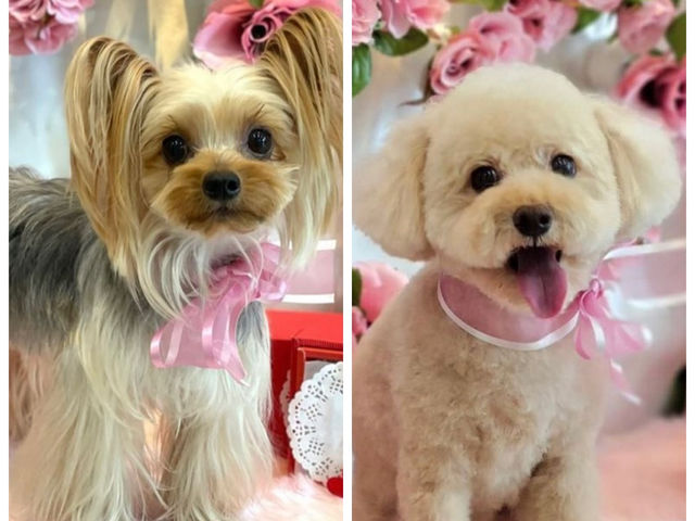 室内犬2匹おります。_ポーセラーツ&グルーデコサロンGRACE