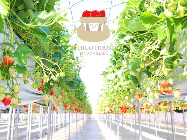ICHIGOHOUSE HITACHINAKAの写真1