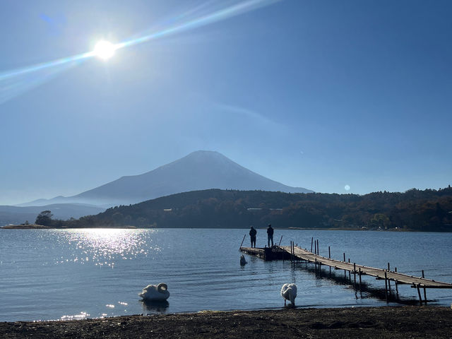 白鳥ものんびり。。_Kajiya lakeside
