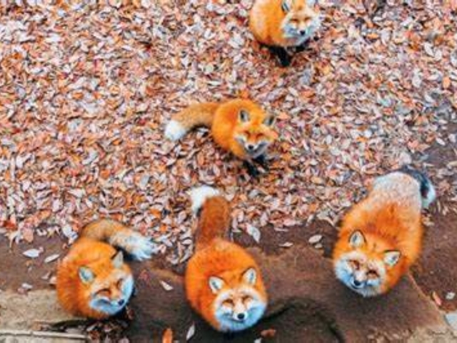 きつね村_チルアウトグランピング蔵王