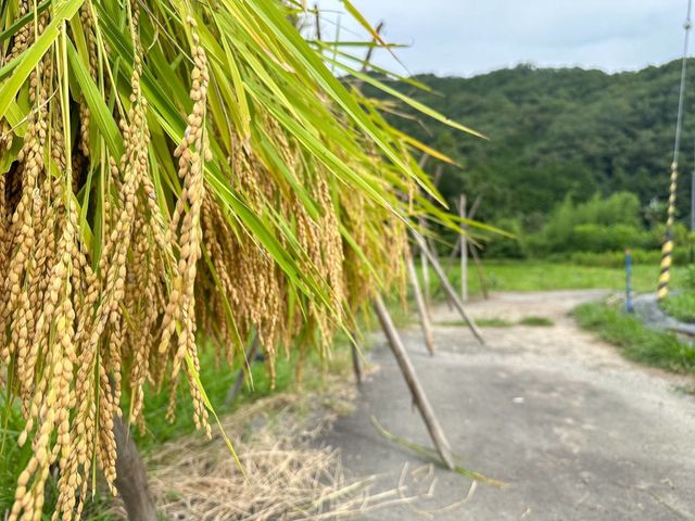 50年前の農業体験