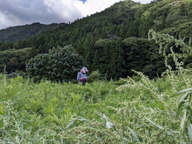 地元若桜町の自家栽培よもぎ使用_ほっこりよもぎ家kizuku