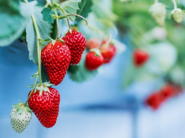 ストロベリーファームBERRYBERRYBERRY