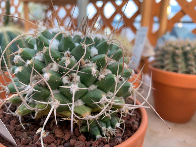 花心庭