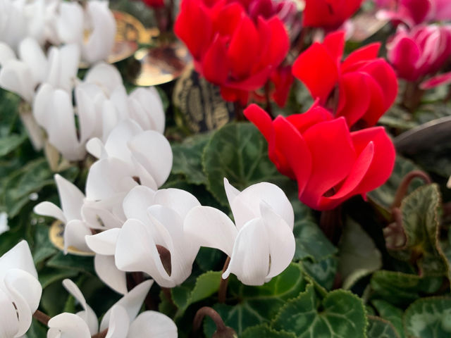 季節の花の販売_花心庭