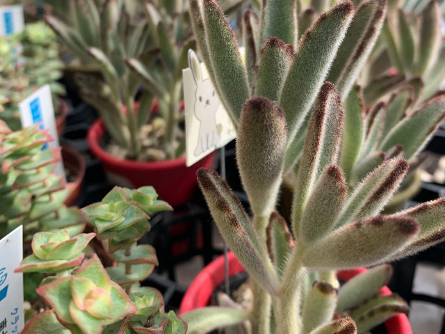 花心庭