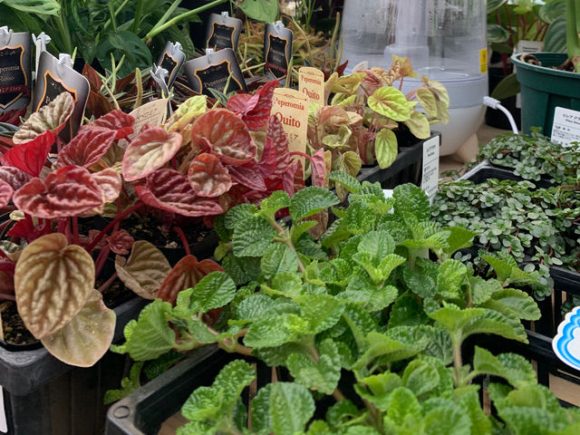 観葉植物_花心庭