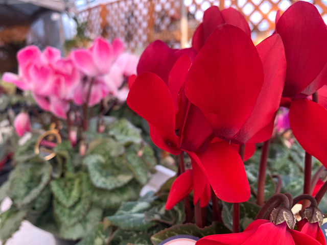 花心庭