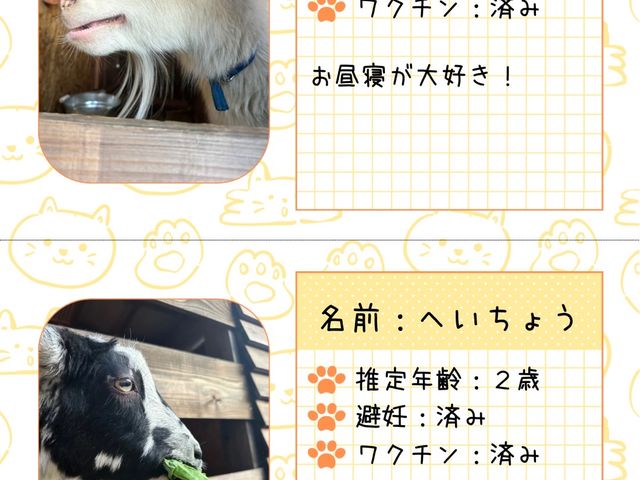 山羊が待ってます_アークの森キャンプ場 バーベキューパーク・GRILL・Yachiyo