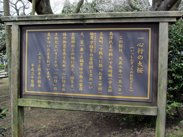 一心行の大桜