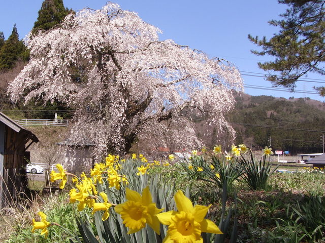 地久院の枝垂れ桜