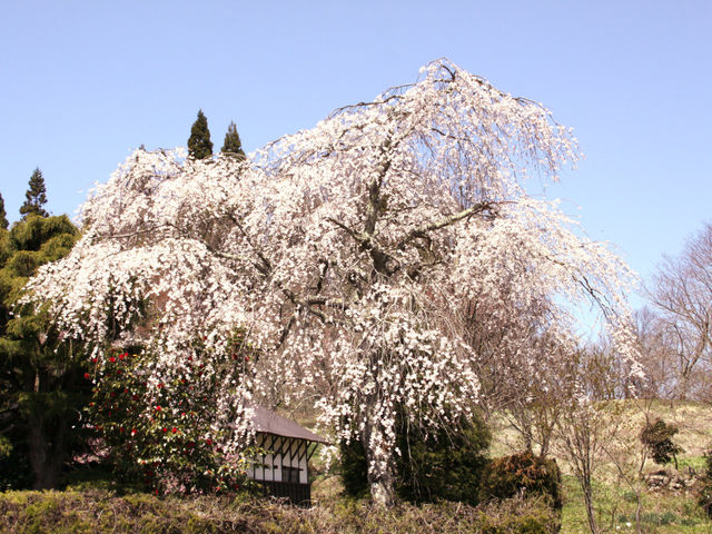 地久院の枝垂れ桜