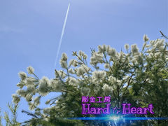 H[ HardHeart in /J̎ʐ^1