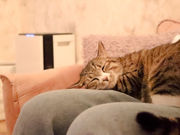 保護猫邸ヴィラウリエルの写真2