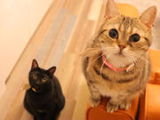 保護猫邸ヴィラウリエルの写真4