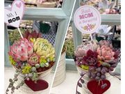 多肉BASEの写真3