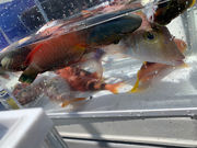 らいおん丸の写真3