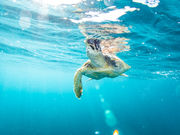 The Dive OHANAの写真3
