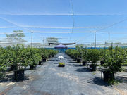ブルーベリー狩り農園 T&A berry 長久手の写真2