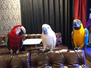 マジックレストラン&バー 手品家 博多店の写真3