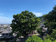 太豊ぶどう園(柏原市観光ぶどうセンター太平寺支部)の写真3