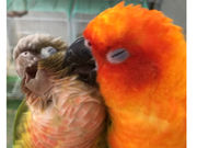 バードカフェ小哲の部屋の写真2