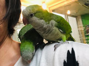 バードカフェ小哲の部屋の写真3