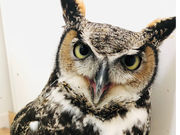 バードカフェ小哲の部屋の写真4