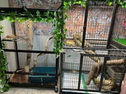 アニマルカフェてるてるぼうずの写真4