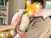 大型インコの家の写真3