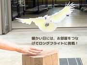 大型インコの家の写真4