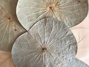 京都 ボタニーペインティング体験の写真2