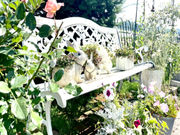 felice(フェリーチェ)の写真2