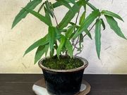 諷 by piccolomondoの写真4