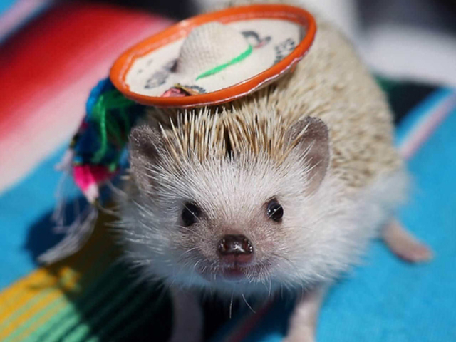 はりねずみ屋 ぽったの写真1