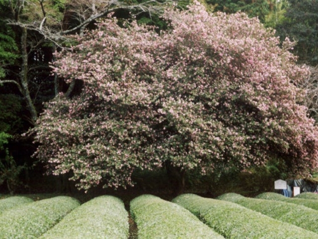 サザンカの大木の写真1